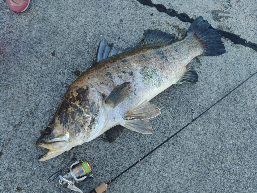 アカメ(リアル魚拓)元画像