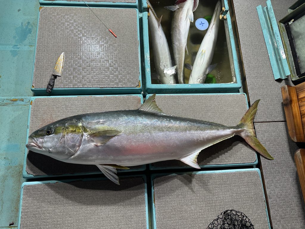 ヒラマサ（墨魚拓）元画像