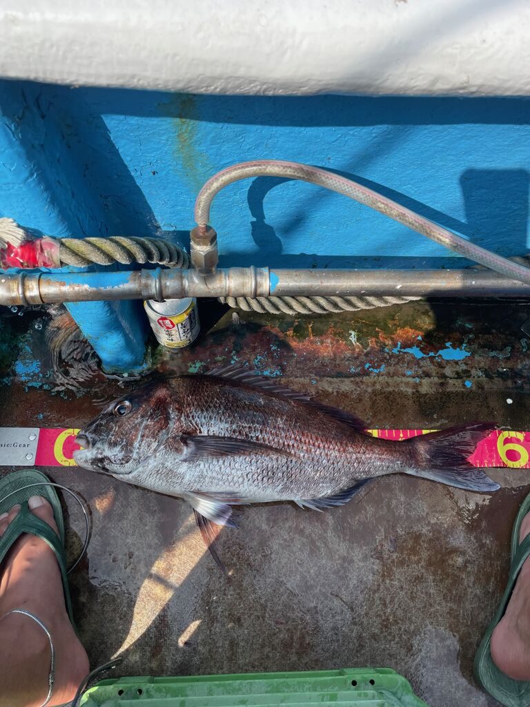 真鯛(カラー魚拓)印刷後