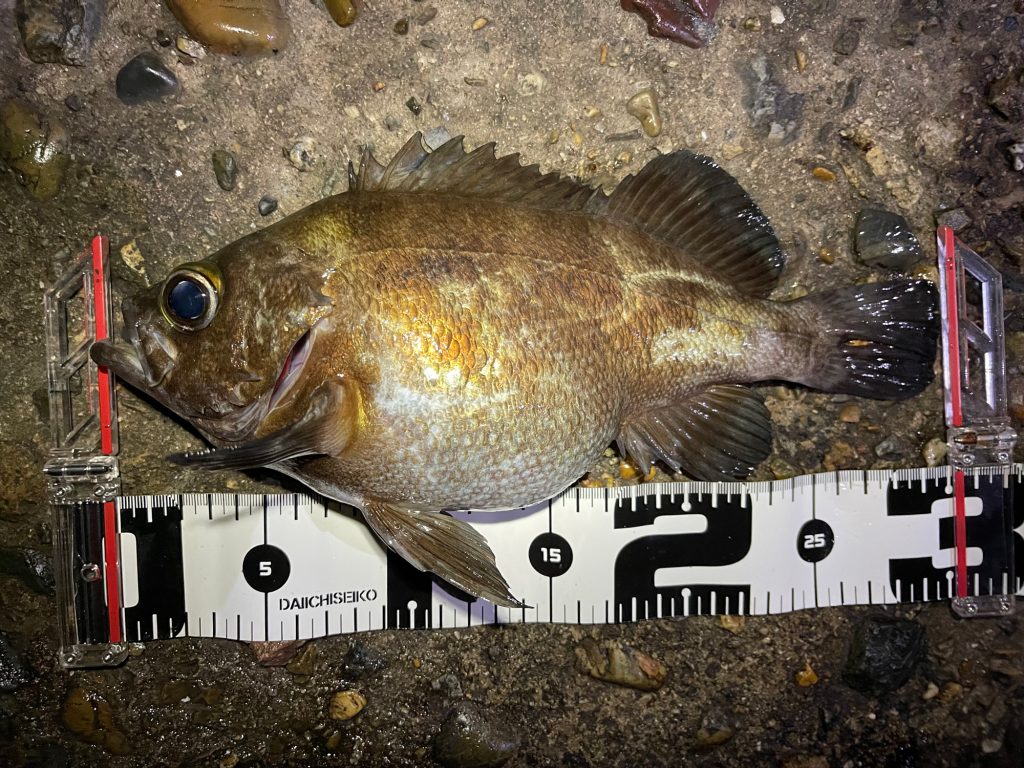 メバル（墨魚拓）元画像