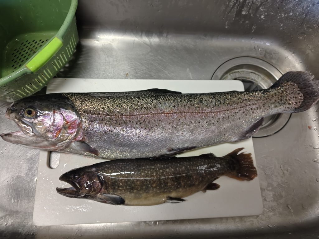 ニジマス　イワナ（カラー魚拓）元画像