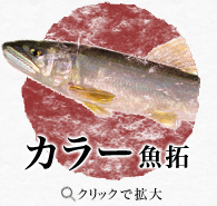 カラー魚拓